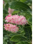 Клетра вільхолиста Пінк Спаєр|Clethra alnifolia Pink Spire|Клетра ольхолистная Пинк Спаер